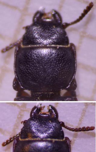 Réf. 318 268 : Tenebroides fuscus